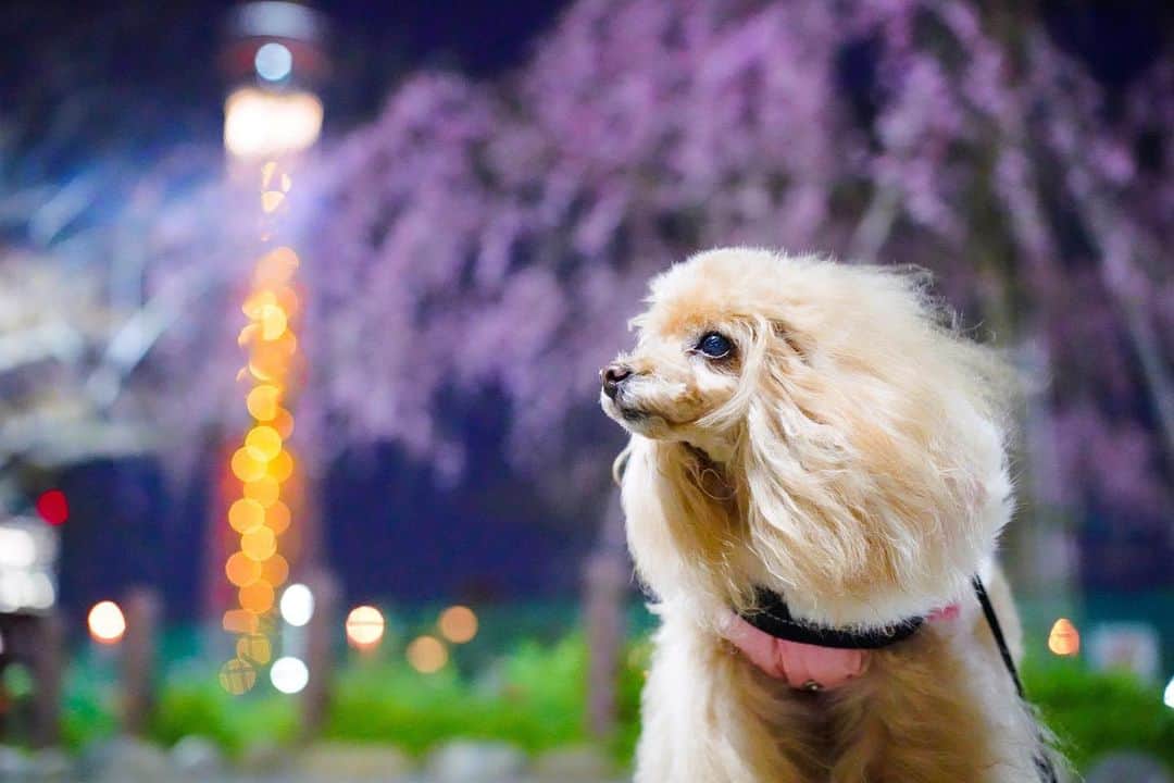 Toypoodle Mikuru?Asakusa Tokyoのインスタグラム：「20200316 Monday. Goodnight 👋🏻 . #夜桜パトロール 満開までもう少しかなぁ🤔 . #tokyoskytree #ツァイス写真部」