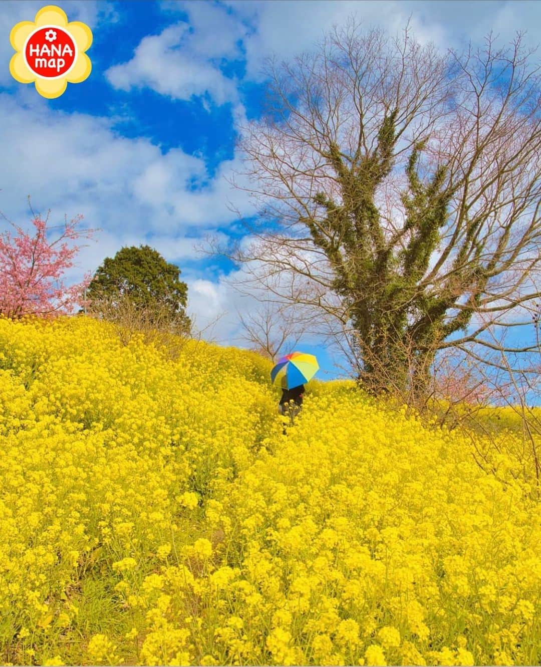 はなまっぷ❁日本の花風景のインスタグラム