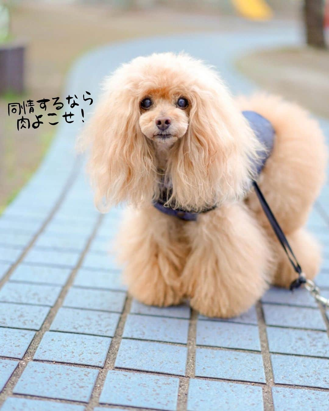 Toypoodle Mikuru?Asakusa Tokyoのインスタグラム