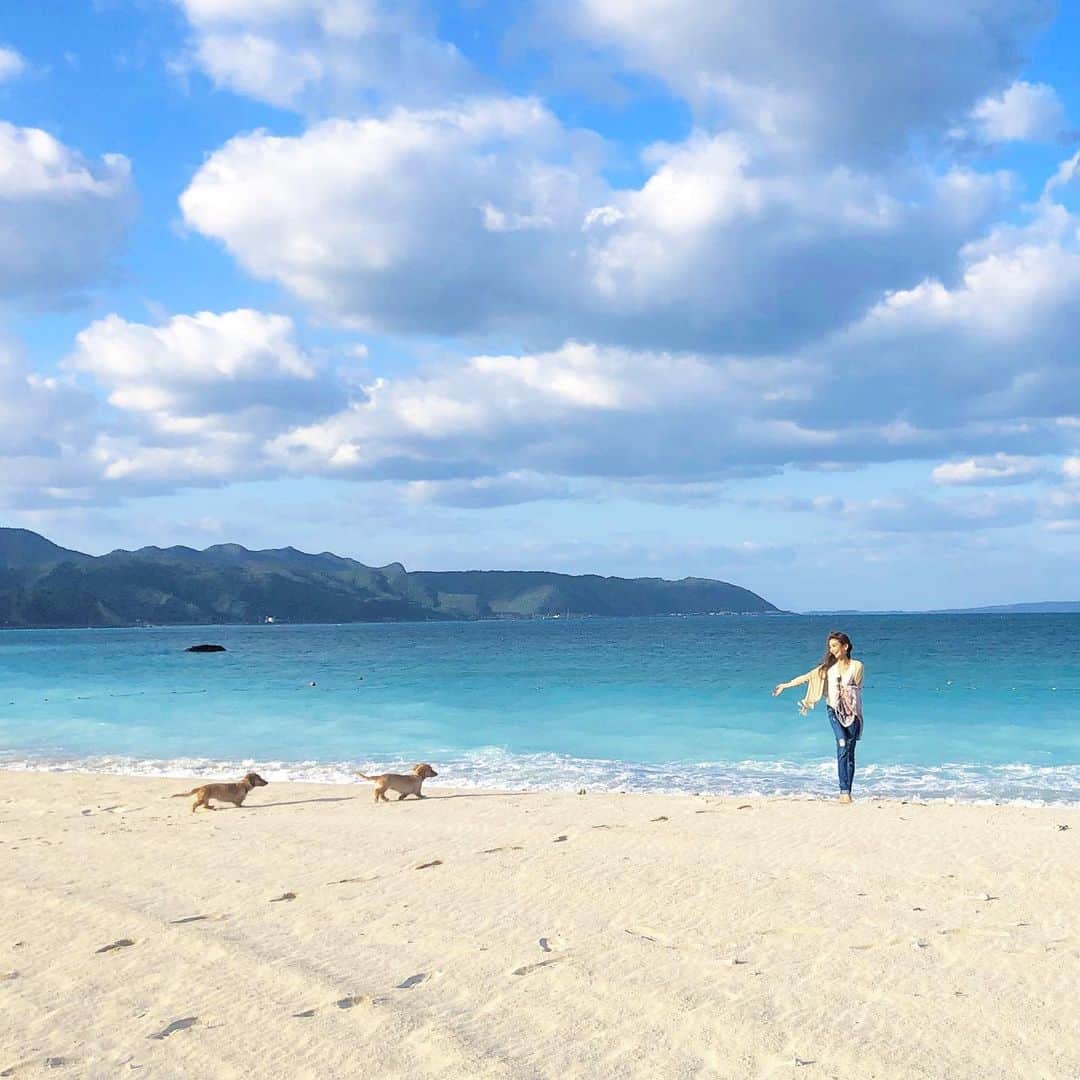鈴木絢子さんのインスタグラム写真 - (鈴木絢子Instagram)「・ ・ 【犬と朝のルーティン】 沖縄北部の早朝浜辺✨ ・ 美しい白い砂浜が1km以上続くオクマビーチは、完全天然モノ❣️ 犬も人間も必然的に走りまわりたくなりますw ・ #ゴーヤ と#ドラゴンフルーツ の地産地消系スムージーを飲み、頭もカラダもリセットして1日がスタート🙌✨ ・ こんな朝のルーティンが理想的です🤣 ・ ・ ・ #沖縄北部 #沖縄犬連れ #沖縄出張 #犬のいる生活 #エメラルドグリーン #朝のルーティン #砂浜カフェ #ビーチフォト #親子犬 #白い砂浜 #リゾート #スムージー #理想の生活#smoothie #sunrise #OKINAWA #okuma #dogstagram #bluesky #resort #🌺 #🐶🐶」3月17日 0時07分 - ayako_suzuki810