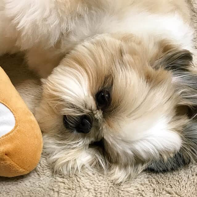 りんくさんのインスタグラム写真 - (りんくInstagram)「Nighty night! 😴🐶💤 * * * * * ボク、もう寝まつね〜🌙✨」3月17日 0時11分 - link.jpn