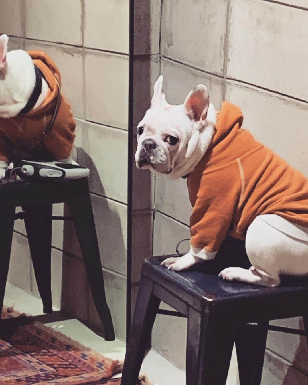 鑑田幸代のインスタグラム：「なんで椅子☹️ #動けません #なんで  #なんでなん  #バランスむずい  #下ろしてよ #ちょい待って #frenchbulldog  #frenchbulldogs  #french_bulldogs  #frenchie  #buhi  #ハニーパイド #フレブル  #グース #グーちゃん」