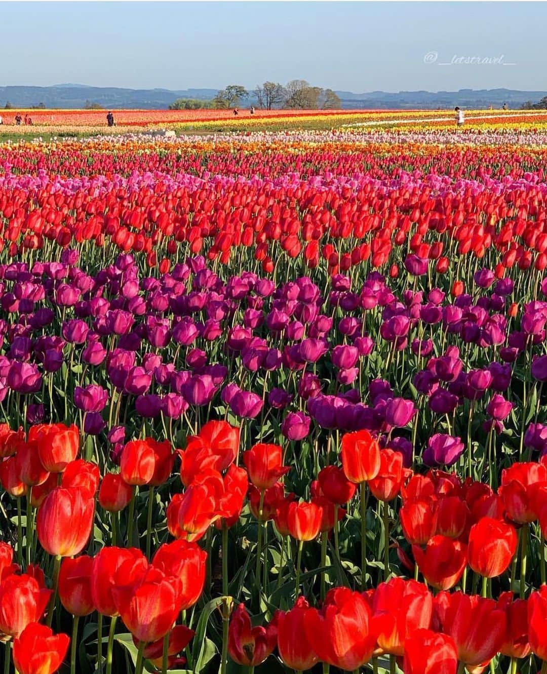 Wonderful Placesさんのインスタグラム写真 - (Wonderful PlacesInstagram)「Spring in Oregon ✨🌷🌷🌷✨ . Pictures by ✨✨@_letstravel_✨✨ #wonderful_places for a feature 💖🌷」3月17日 0時15分 - wonderful_places