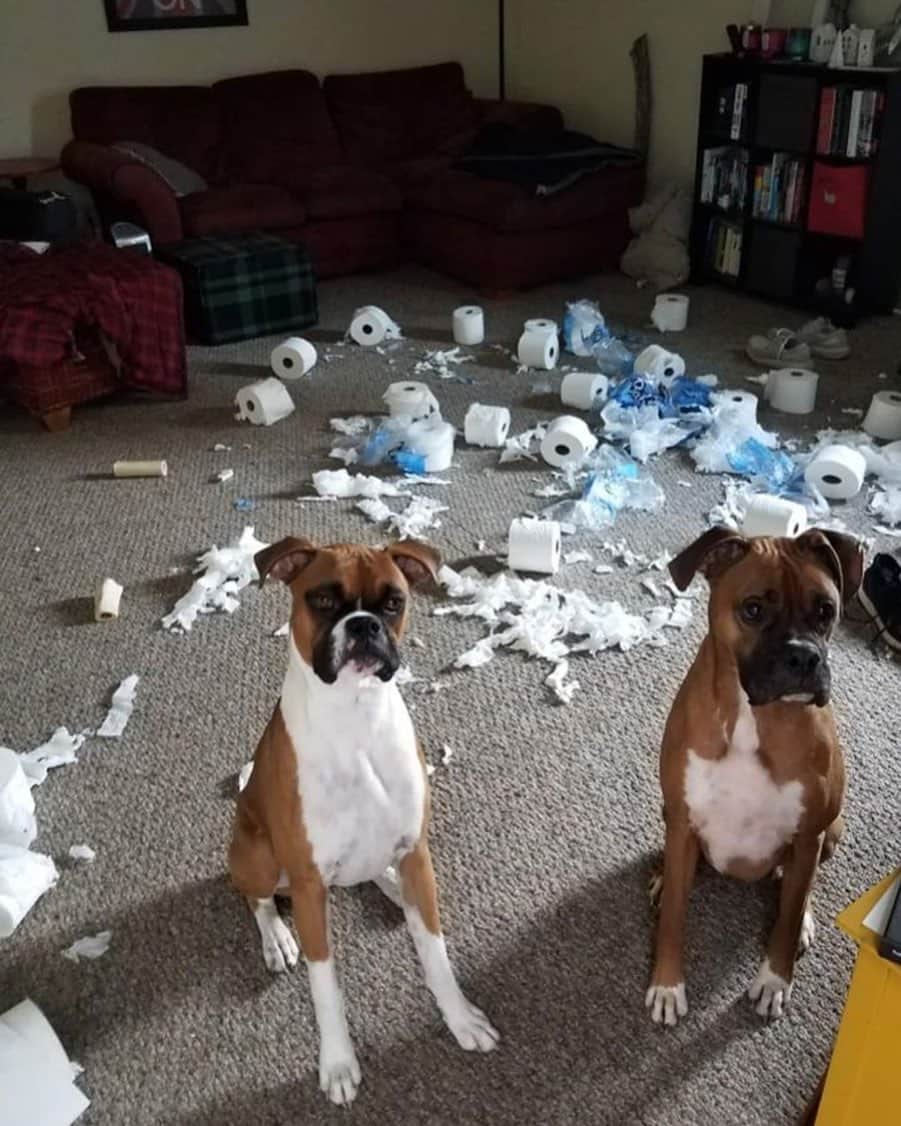 Paul Octaviousのインスタグラム：「well damn... 📸 by ____________ . . . . . #puppiesofinstagram #dogslover #emptyshelves #dogsofinstgram #dogs_of_instagram #dog #dogsofinstagram #tolietpaper #dogs #toiletpapergate #toiletpaper #instadog #stockingup #puppies #puppy #toiletpapershortage #puppylove #coronavirus #masshysteria #dogsofinstaworld #ilovemydog #overreacting #ilovedogs #shortage #notoiletpaper #dogoftheday #dogstagram #toiletpapercrisis #schnauzer #dogscorner」
