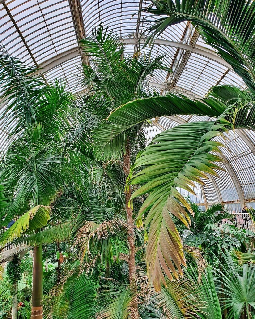 メリティナ・スタニウタさんのインスタグラム写真 - (メリティナ・スタニウタInstagram)「🌿🌿🌿 ⠀ #London #gardens #uk #England #kewgardens #green #лондон」3月17日 1時50分 - melitinastaniouta