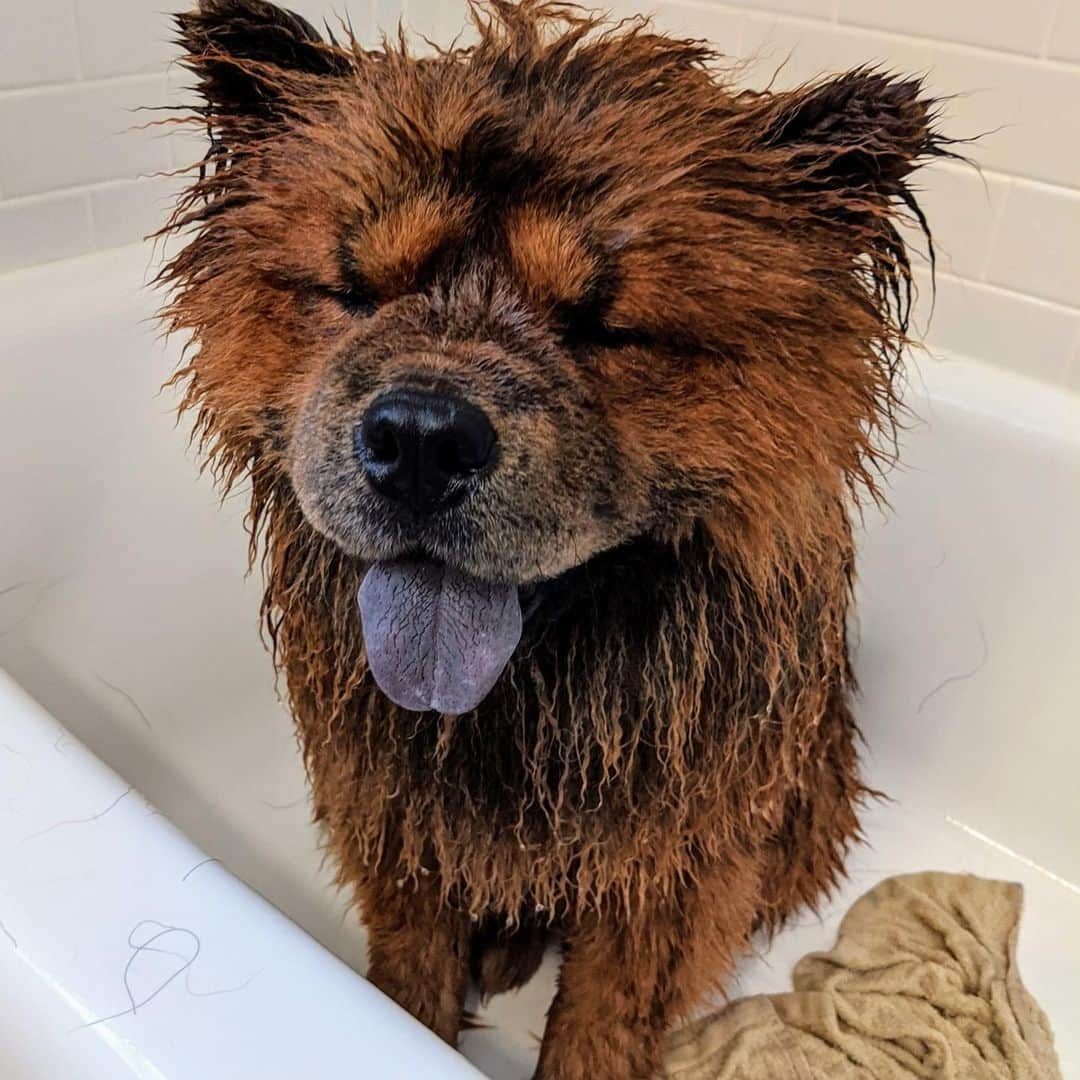 マーサ・スチュワートさんのインスタグラム写真 - (マーサ・スチュワートInstagram)「On the Martha Blog, @marthastewart48 shared the step-by-step wash process for her Chow Chows Empress Qin and Emperor Han. She revealed a few tricks up her sleeve that she uses, from helping your dog catch their footing in the tub to implementing a thorough drying process for your furry friends: "Never use high heat on a dog's coat. Dogs are much more sensitive to external heat than humans are and have a far more difficult time dissipating heat," she says. Swipe the gallery to see these pups getting washed and groomed, and visit the link in bio to learn more on the Martha Blog. 👆🏼📷: courtesy of the Martha Blog」3月17日 5時29分 - marthastewart