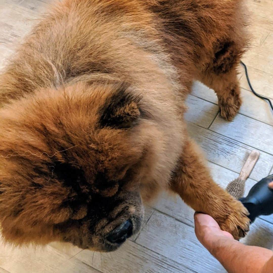 マーサ・スチュワートさんのインスタグラム写真 - (マーサ・スチュワートInstagram)「On the Martha Blog, @marthastewart48 shared the step-by-step wash process for her Chow Chows Empress Qin and Emperor Han. She revealed a few tricks up her sleeve that she uses, from helping your dog catch their footing in the tub to implementing a thorough drying process for your furry friends: "Never use high heat on a dog's coat. Dogs are much more sensitive to external heat than humans are and have a far more difficult time dissipating heat," she says. Swipe the gallery to see these pups getting washed and groomed, and visit the link in bio to learn more on the Martha Blog. 👆🏼📷: courtesy of the Martha Blog」3月17日 5時29分 - marthastewart