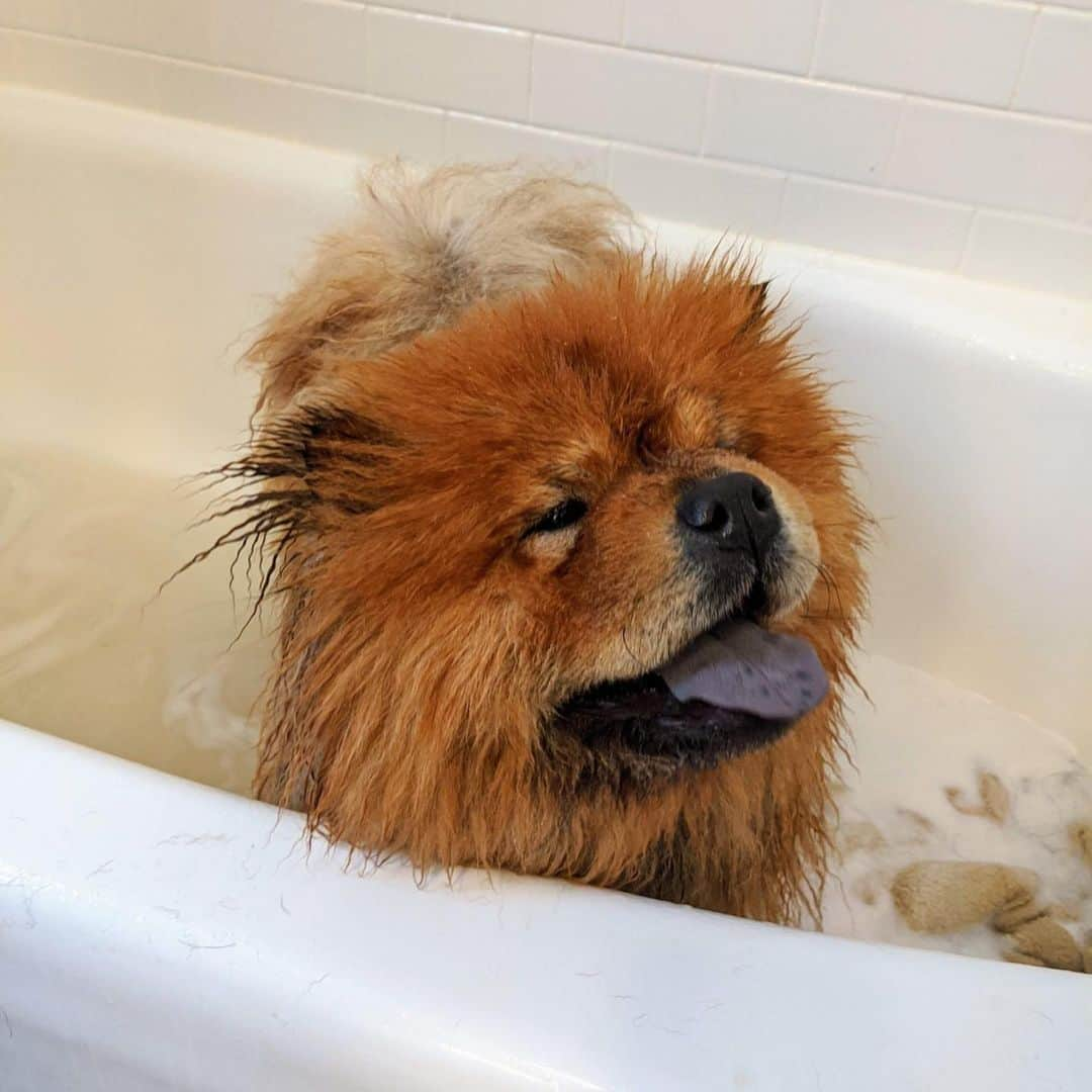 マーサ・スチュワートさんのインスタグラム写真 - (マーサ・スチュワートInstagram)「On the Martha Blog, @marthastewart48 shared the step-by-step wash process for her Chow Chows Empress Qin and Emperor Han. She revealed a few tricks up her sleeve that she uses, from helping your dog catch their footing in the tub to implementing a thorough drying process for your furry friends: "Never use high heat on a dog's coat. Dogs are much more sensitive to external heat than humans are and have a far more difficult time dissipating heat," she says. Swipe the gallery to see these pups getting washed and groomed, and visit the link in bio to learn more on the Martha Blog. 👆🏼📷: courtesy of the Martha Blog」3月17日 5時29分 - marthastewart