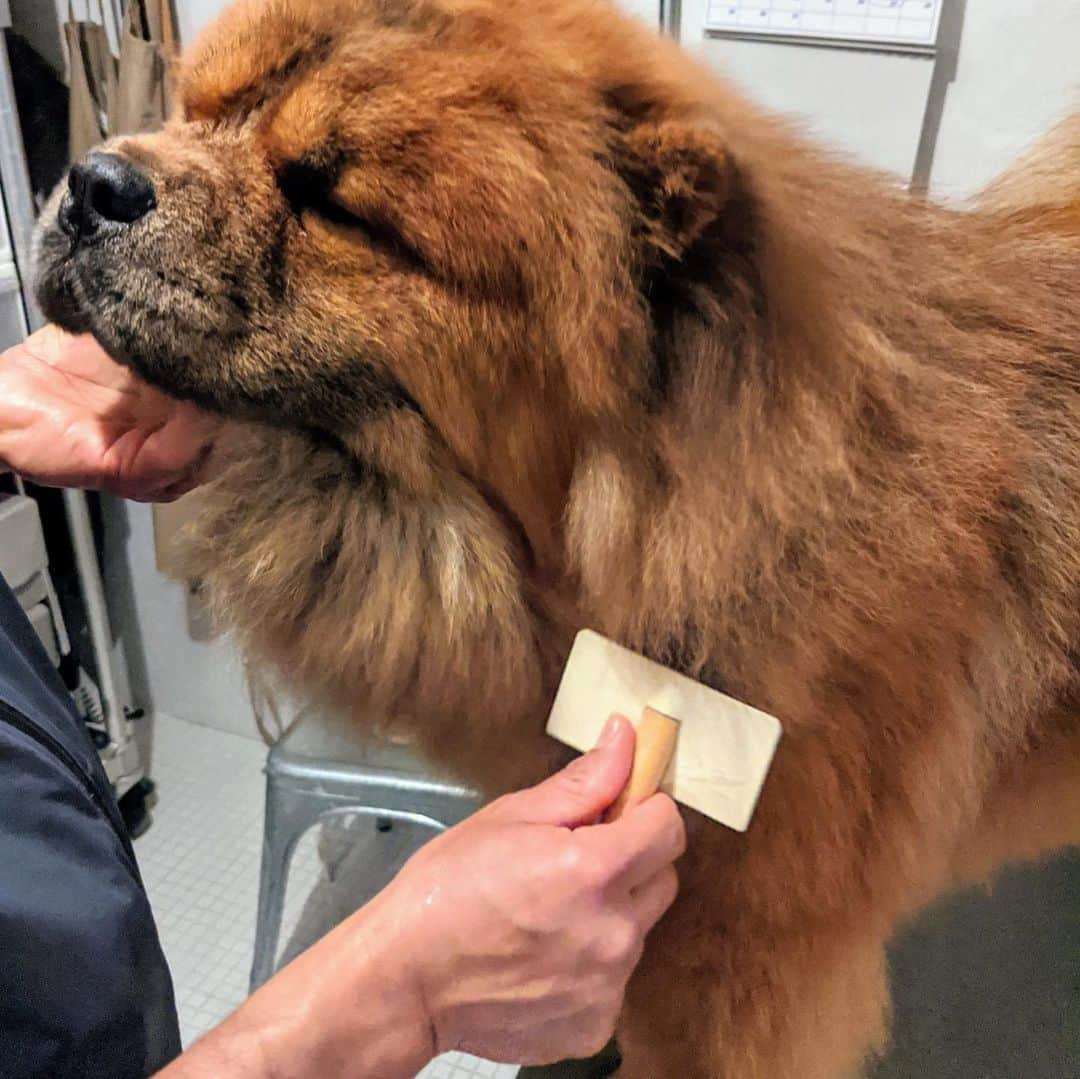 マーサ・スチュワートさんのインスタグラム写真 - (マーサ・スチュワートInstagram)「On the Martha Blog, @marthastewart48 shared the step-by-step wash process for her Chow Chows Empress Qin and Emperor Han. She revealed a few tricks up her sleeve that she uses, from helping your dog catch their footing in the tub to implementing a thorough drying process for your furry friends: "Never use high heat on a dog's coat. Dogs are much more sensitive to external heat than humans are and have a far more difficult time dissipating heat," she says. Swipe the gallery to see these pups getting washed and groomed, and visit the link in bio to learn more on the Martha Blog. 👆🏼📷: courtesy of the Martha Blog」3月17日 5時29分 - marthastewart