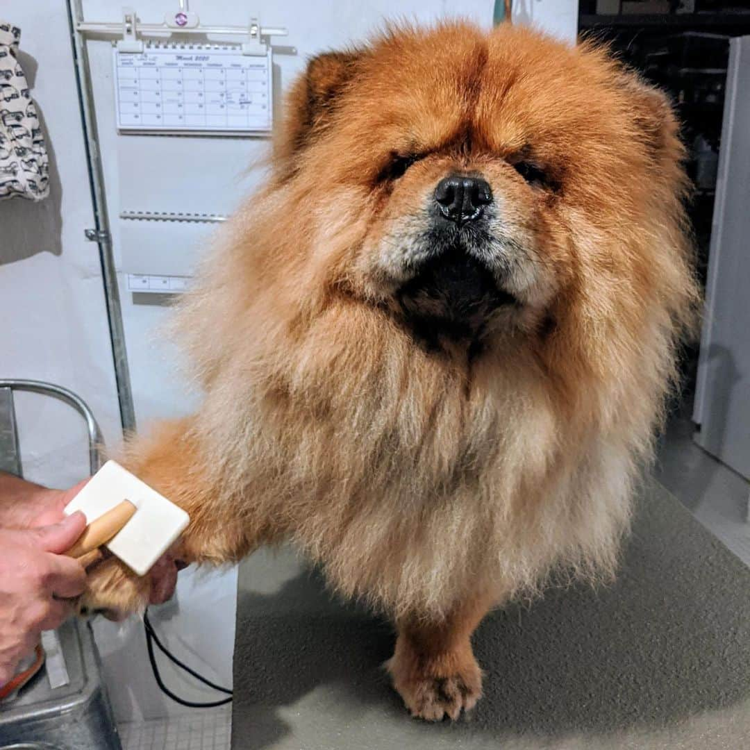 マーサ・スチュワートさんのインスタグラム写真 - (マーサ・スチュワートInstagram)「On the Martha Blog, @marthastewart48 shared the step-by-step wash process for her Chow Chows Empress Qin and Emperor Han. She revealed a few tricks up her sleeve that she uses, from helping your dog catch their footing in the tub to implementing a thorough drying process for your furry friends: "Never use high heat on a dog's coat. Dogs are much more sensitive to external heat than humans are and have a far more difficult time dissipating heat," she says. Swipe the gallery to see these pups getting washed and groomed, and visit the link in bio to learn more on the Martha Blog. 👆🏼📷: courtesy of the Martha Blog」3月17日 5時29分 - marthastewart