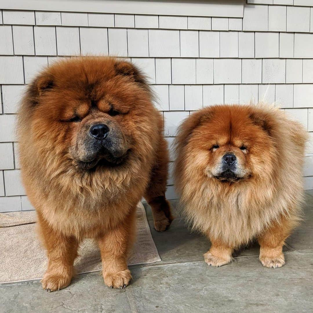 マーサ・スチュワートさんのインスタグラム写真 - (マーサ・スチュワートInstagram)「On the Martha Blog, @marthastewart48 shared the step-by-step wash process for her Chow Chows Empress Qin and Emperor Han. She revealed a few tricks up her sleeve that she uses, from helping your dog catch their footing in the tub to implementing a thorough drying process for your furry friends: "Never use high heat on a dog's coat. Dogs are much more sensitive to external heat than humans are and have a far more difficult time dissipating heat," she says. Swipe the gallery to see these pups getting washed and groomed, and visit the link in bio to learn more on the Martha Blog. 👆🏼📷: courtesy of the Martha Blog」3月17日 5時29分 - marthastewart