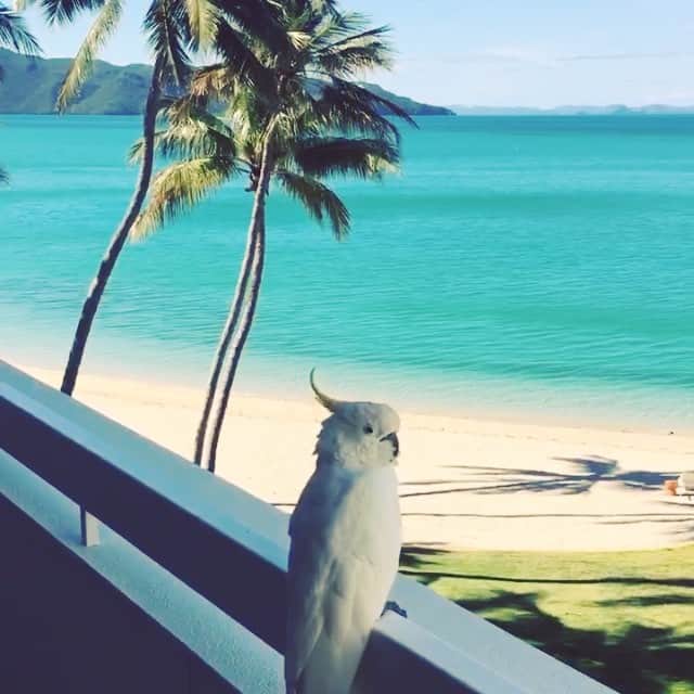 グラハム・フィリップスのインスタグラム：「True, I'm currently freezing my ass off in jersey writing a 35 page history paper, but my mom's constant stream of videos from some exotic (Australian maybe?) island keeps me warm. #jkmomplsstop #bringthatbirdhometho 」