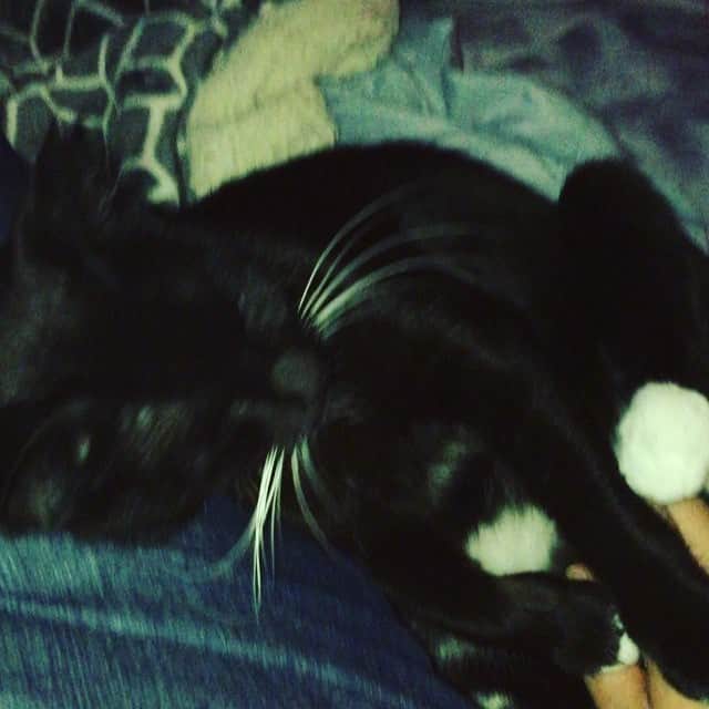 Spangles The Cross Eyed Kittyのインスタグラム：「Mama is so glad her precious little duchess is back home❤️❤️❤️ #spangles #crosseyed #tuxedocat #duchessgeorgiana 」