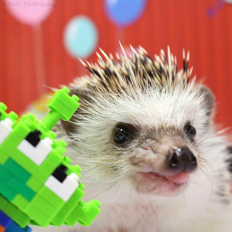 ターボのインスタグラム：「Having fun with Little Green Man!!! #turbo_thehedgehog 」