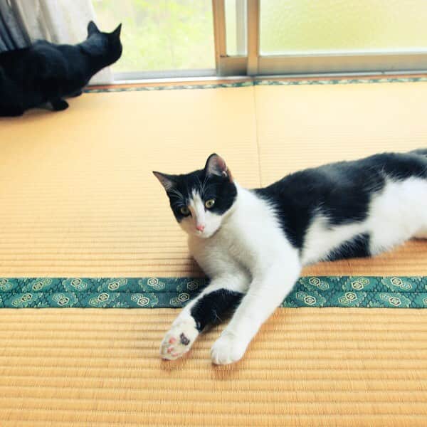 映画『猫なんかよんでもこない。』さんのインスタグラム写真 - (映画『猫なんかよんでもこない。』Instagram)「１月３０日公開『猫なんかよんでもこない。』 カウントダウン　コメントリレーVOL11 公開まで、あと4日！ ○４０歳女性(大阪プレミ試写会より) なぜ、こんな自然な猫の動きを撮ることができたのか？ 監督に聞いてみたい。 https://www.youtube.com/watch?v=KjvHnITs7nM」1月25日 6時43分 - nekoyonn1