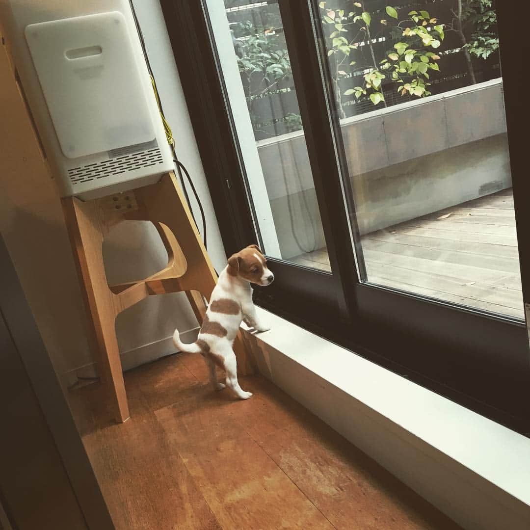 笛木優子のインスタグラム：「また載せちゃった😂ごめんなさい。自分の犬みたいに！ もうかわい過ぎて〜〜お友達のわんちゃん、ぽんずちゃんです💕  ちなみに今日21時よりTBSで振り子という映画をやります😊少し出演してますので、良かったら観て下さいね〜〜📽」