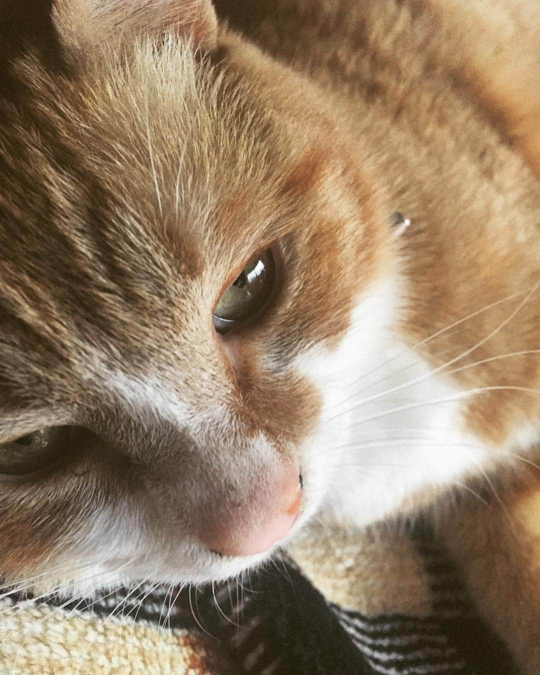 矢崎広のインスタグラム：「extreme close-up 😺」