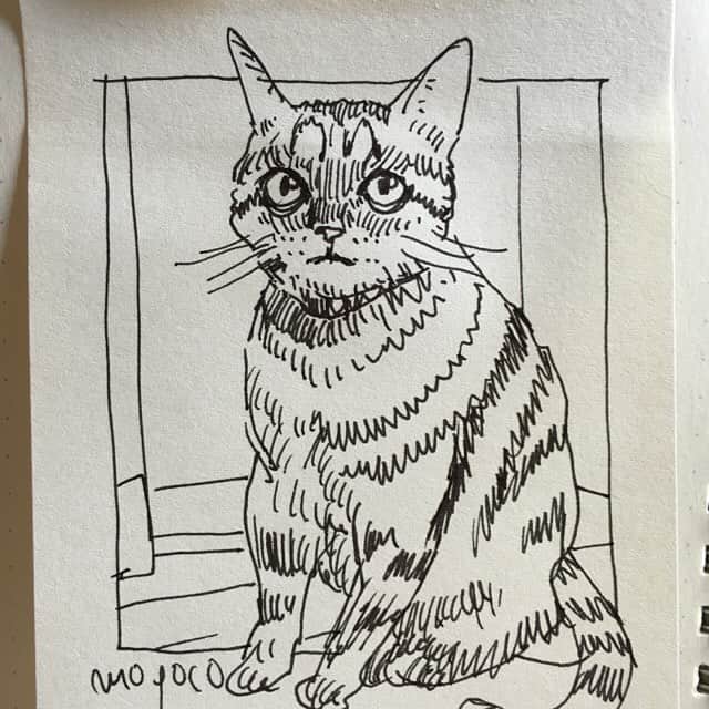 安野モヨコのインスタグラム：「うちのかわいいジャックくん。 モヨコ #caturday #instacat #moyocoanno #安野モヨコ #instagood #instaart」