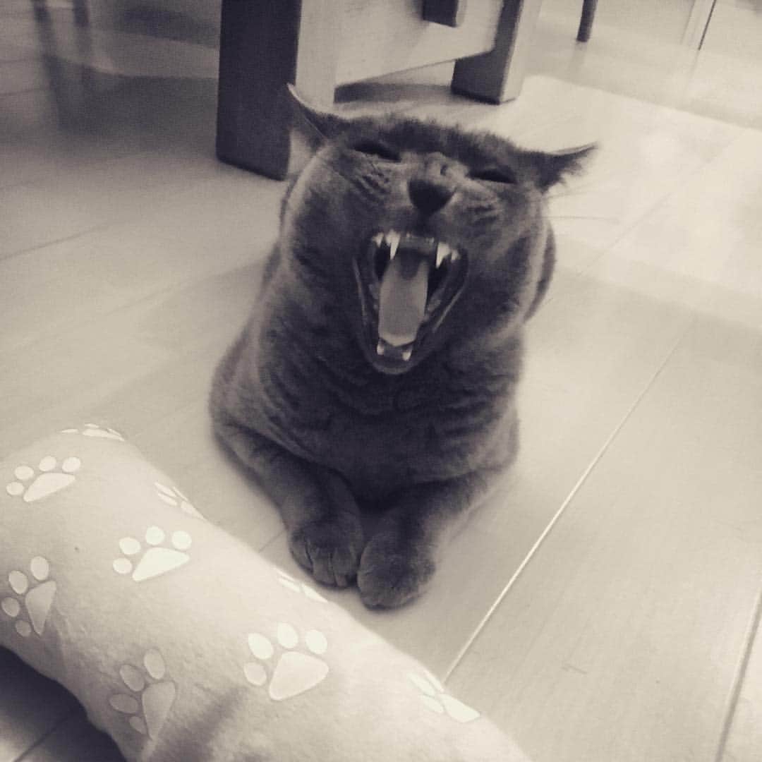 ミーちゃんのインスタグラム：「ミーちゃんの新しいオモチャ購入。猫脚キックの連打と書いてあったが… 😅#cat #russianblue #neko #catsofinstagram #catstagram #猫 #ネコ #ねこ #ロシアンブルー#グレ猫倶楽部」