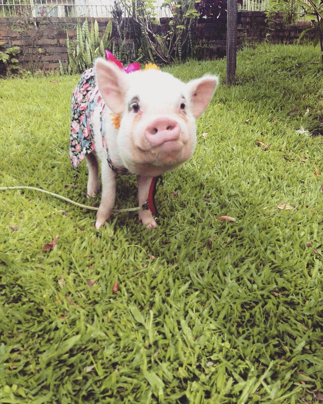 Barbie The Pigのインスタグラム：「- Hiiii friends, i miss you ! 💖💋💍 #barbie #barbiethepig #love #cute #amor #pig #piggy #animals #pet #me」