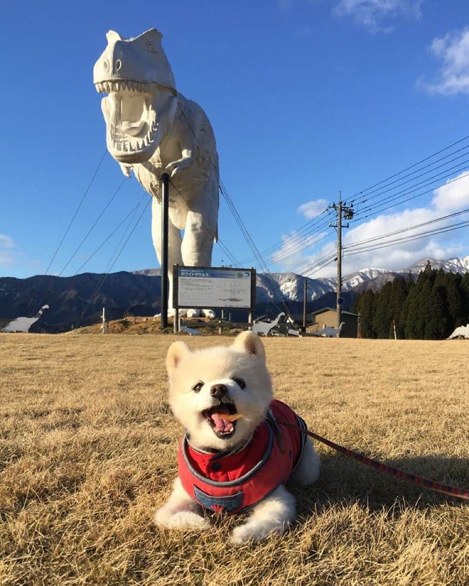 俊介君さんのインスタグラム写真 - (俊介君Instagram)「Carnivorous animal」1月4日 23時36分 - shunsuke_ekusnuhs