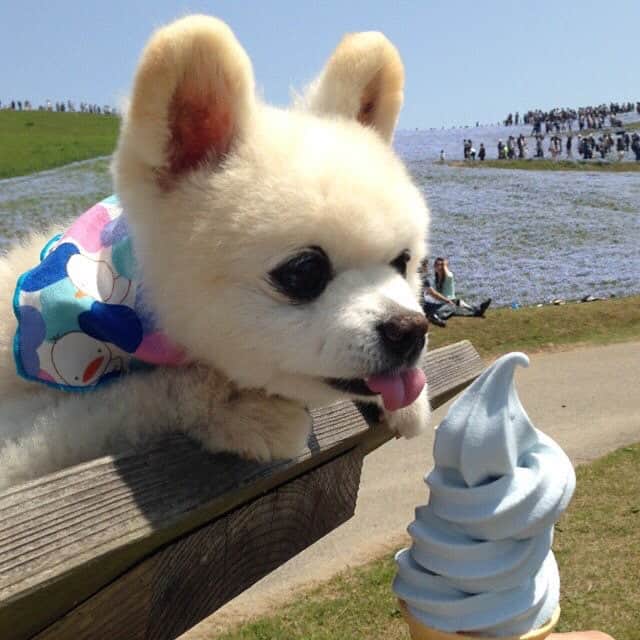 俊介君さんのインスタグラム写真 - (俊介君Instagram)「Ice-cream」1月5日 22時24分 - shunsuke_ekusnuhs