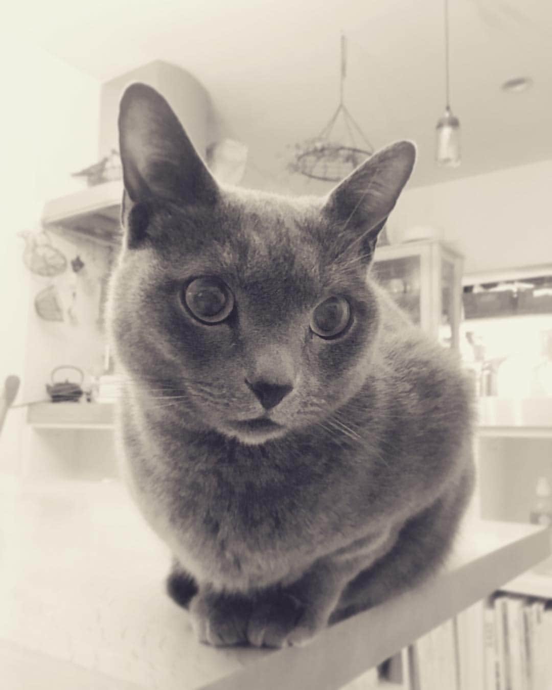 ミーちゃんのインスタグラム：「縦長写真もアップ出来るようになったんだ〜😊#cat #russianblue #neko #catsofinstagram #catstagram #猫 #ネコ #ねこ #ロシアンブルー#グレ猫倶楽部」