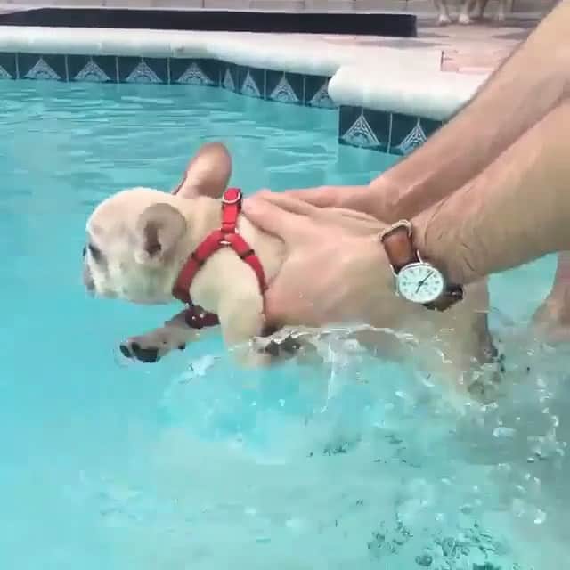 Animalsのインスタグラム：「How cute is this?! Tag your friends! 🐶😂 and *Press Play* By @zoe__thefrenchie via @topdogphoto」