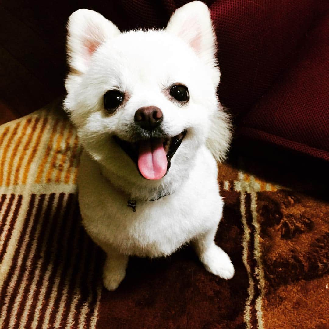 田上舞子さんのインスタグラム写真 - (田上舞子Instagram)「my babe❤️ #dog #pomeranian #犬 #ポメラニアン #ぽめ #白ポメ #白 #ホワイトポメ」1月9日 14時51分 - mai_tano