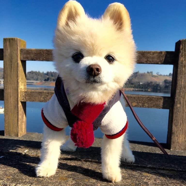 俊介君のインスタグラム：「Hanging around near the lake」