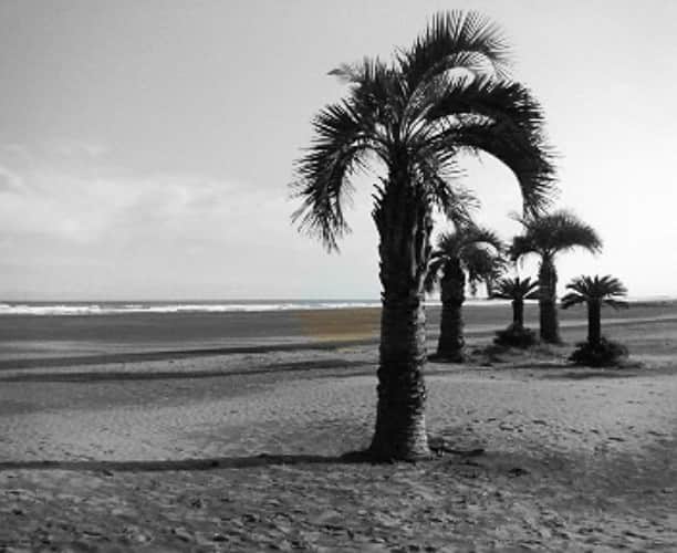 カフェレストランボナンザさんのインスタグラム写真 - (カフェレストランボナンザInstagram)「#本須賀海岸 #Motosuka coast　#海岸 #海 #サーフィン #surfing　#波乗り #ビーチ #Beach」1月10日 12時38分 - caferes_bonanza