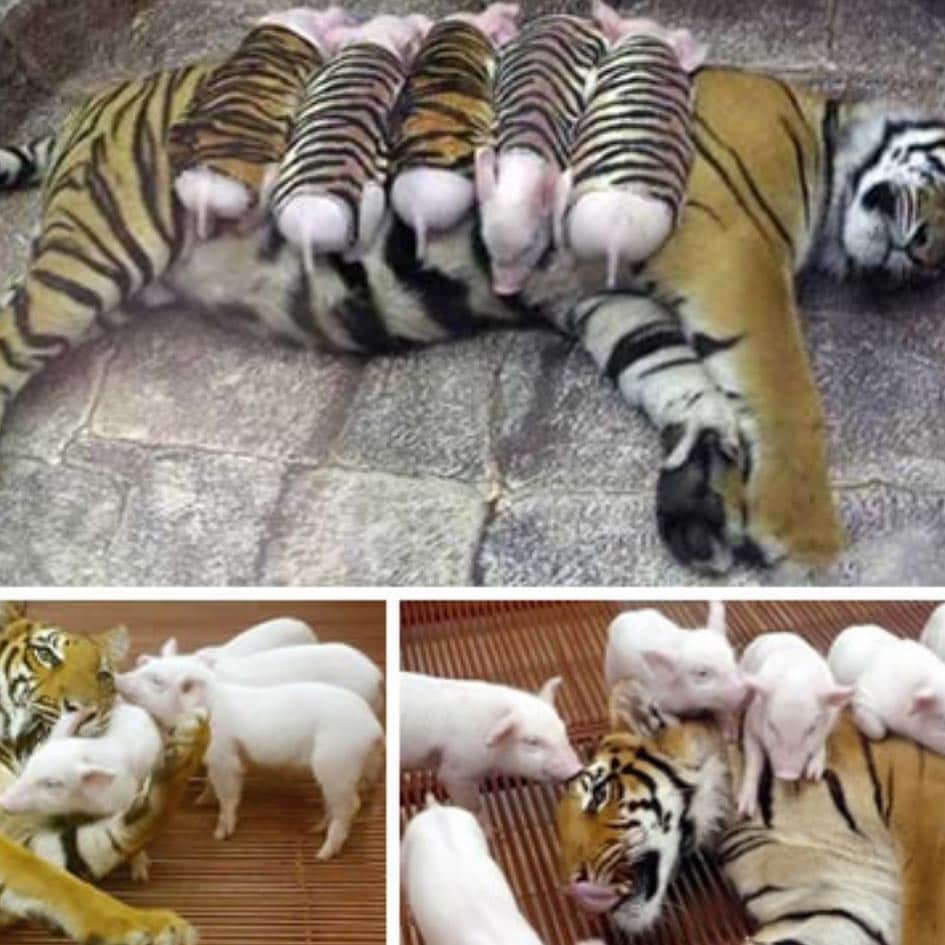 baconのインスタグラム：「At last! My army of micro pigs has joined forces with the great tiger kitty to defeat all evil! 🐷🐯 #iwilldestroyisis #identitycrisis #littlepigswholookliketigers」