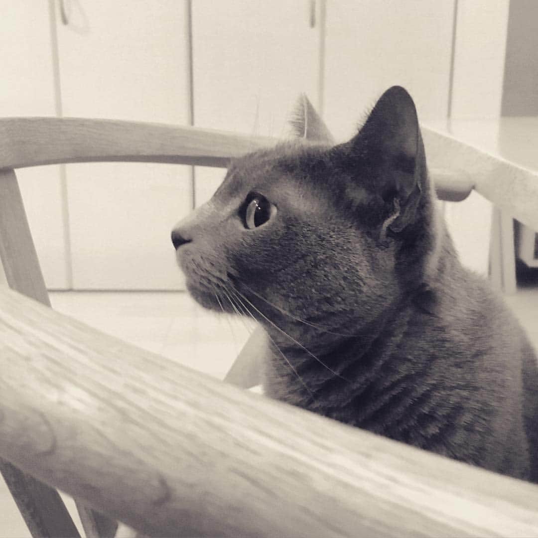 のインスタグラム：「今日は寒かったね😊#cat #russianblue #neko #catsofinstagram #catstagram #猫 #ネコ #ねこ #ロシアンブルー#グレ猫倶楽部」