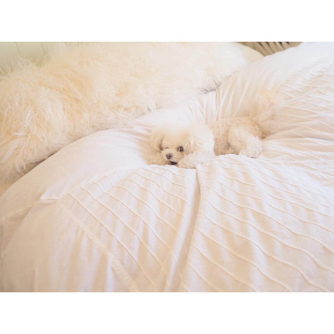 福井仁美さんのインスタグラム写真 - (福井仁美Instagram)「Good morning my baby💋 朝起きたら隣にペッタリ💕 ・ #dog #poodle #morning #bedroom #cute #love #photooftheday #今日のダウニー #hitton_interior」1月13日 9時40分 - hitton28
