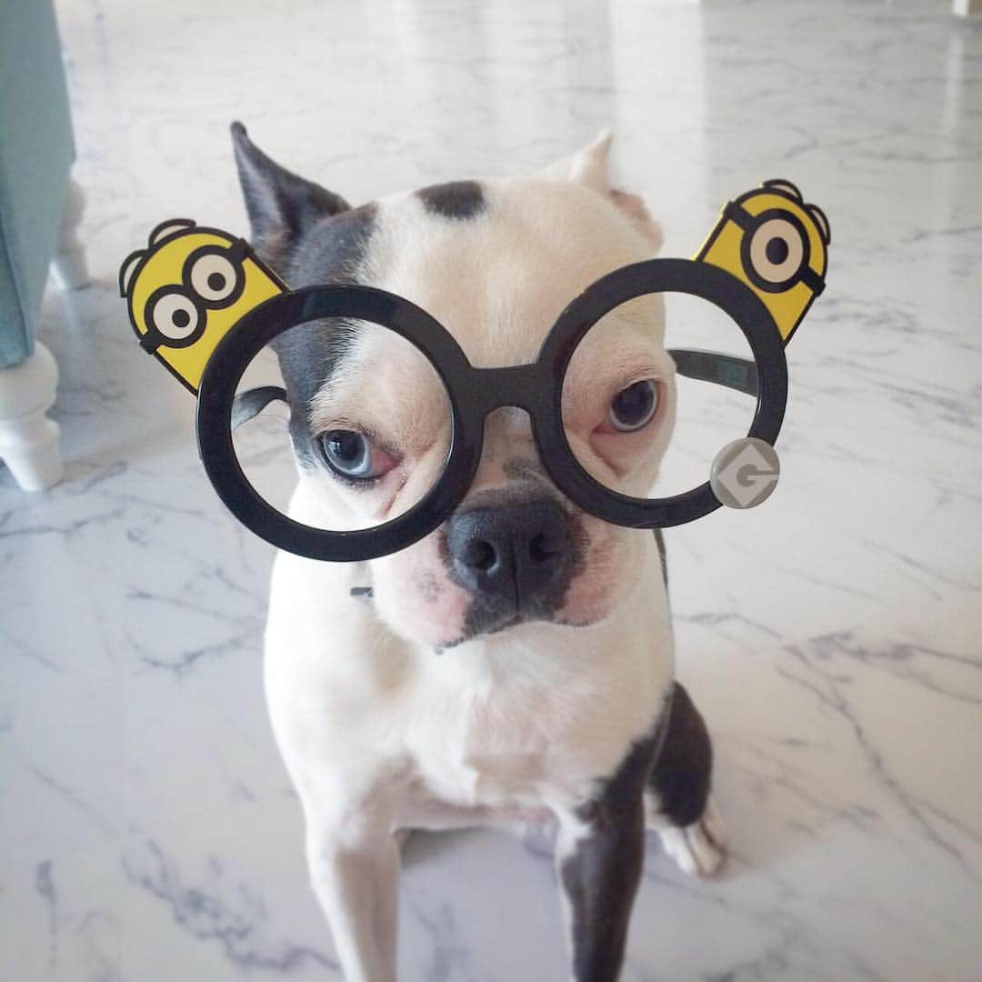 平山美香のインスタグラム：「Good Night🌙✨ #dog #ボストンテリア」