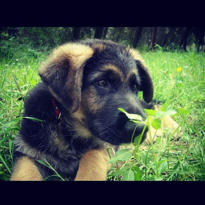 Animalのインスタグラム：「Mencantaa😍🐶✨」
