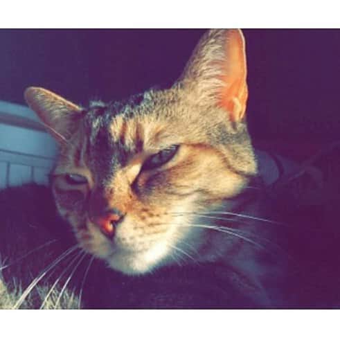 Animalのインスタグラム：「Mii gata preferida🌟🎀💗🐱」