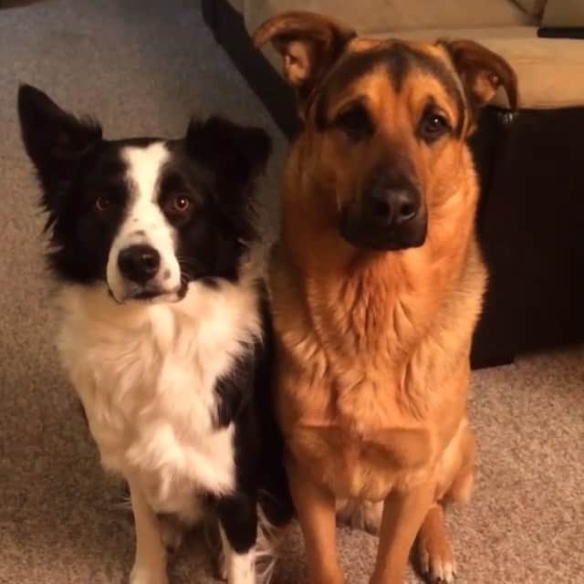 Animalsのインスタグラム：「Tag your best friends! 🐶🐺 *Press Play*. By @lottiethecollie 」