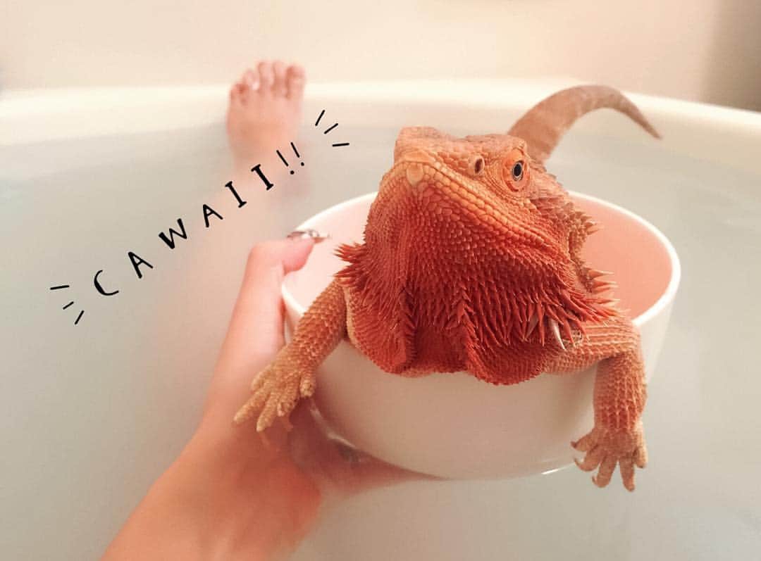 AYAMEのインスタグラム