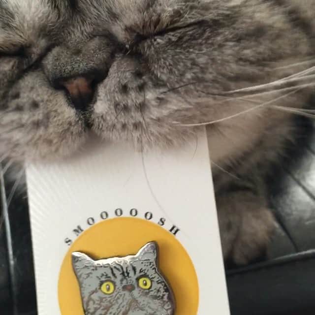 Mr. Smooshのインスタグラム：「Smooshblog.com :: delicious new 1" pins!  #lapelpin #enamelpin #pingame #exoticshorthair#catsofinstagram」