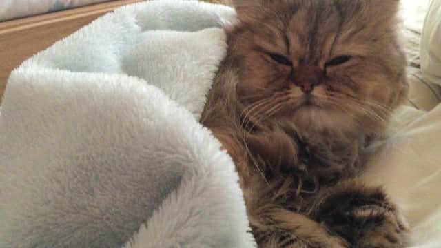 さなちゃろうのインスタグラム：「まだ眠いんですけど…(˘ω˘ ≡ ˘ω˘)💤💕 #猫 #チンチラ #ペルシャ #cat #ねこ部 #love #おはよう」