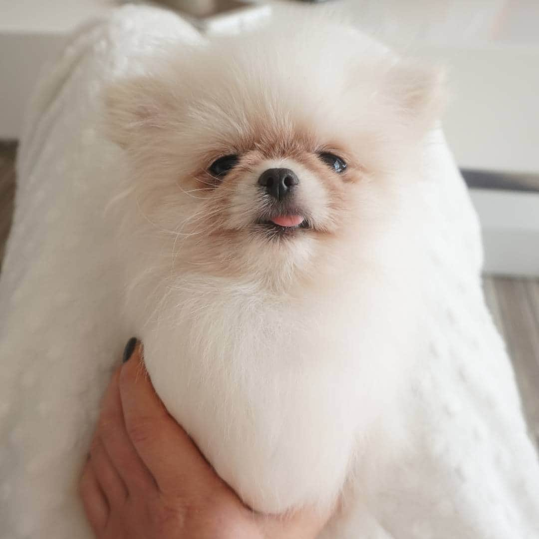 thesoy_yoonsoさんのインスタグラム写真 - (thesoy_yoonsoInstagram)「. #퐁키ㅡ  털뽕을 죽여보니 #어좁이 ㅋㅋ . #Pomeranian#pom#폼#포메라니안#화이트포메라니안#화이트포메#포메#멍멍이#강아지#반려견#펫#dogs#dog#doglovers#멍스타그램#펫스타그램#개#폼스타그램#개스타그램#독스타그램#견스타그램#데일리#소통#선팔 #맞팔 원하시면 댓글 남겨주세용🙆」1月19日 21時51分 - thesoy_yoonso