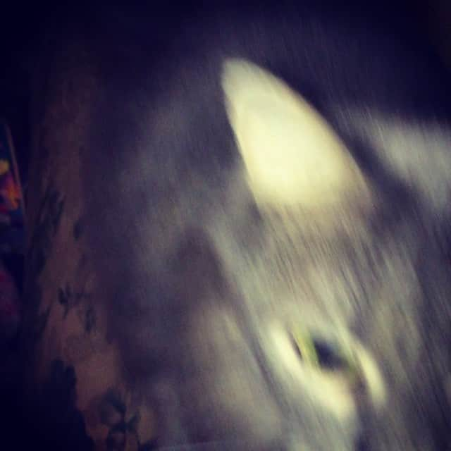 Spangles The Cross Eyed Kittyのインスタグラム