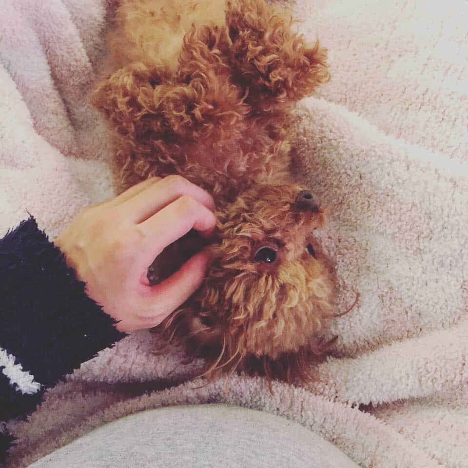 田中ハルのインスタグラム：「甘えん坊タイム。#久々投稿#田中ハル#toypoodle #トイプードル」