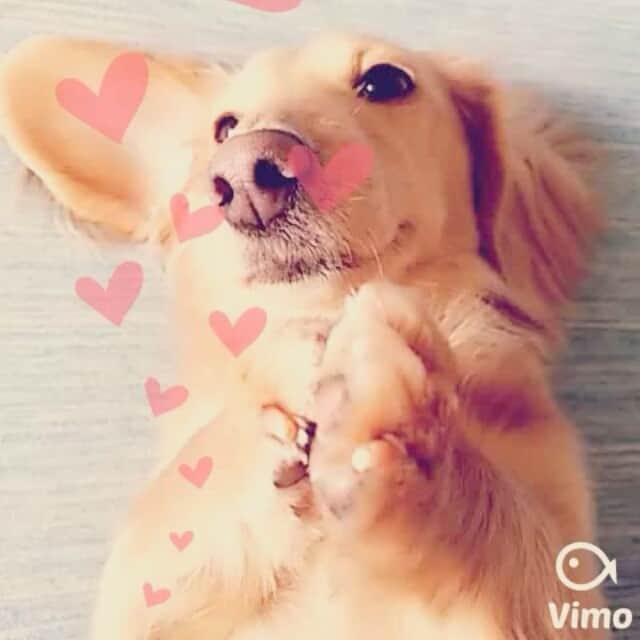 星野ナミのインスタグラム：「ナデナデするまでずーっとこのポーズをとり続ける愛犬🐶❤ #aiken #今日ノワンコ  #🐶 」