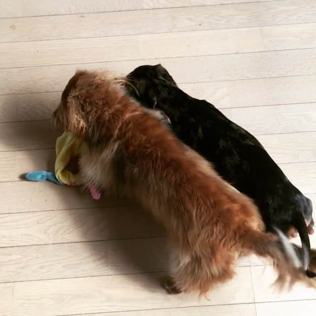 濱田めぐみのインスタグラム：「何だったのら 今のは‼️ #ラキモコ  #らきもこ  #犬 #dog  #ダックスフント  #犬ノイル暮ラシ」
