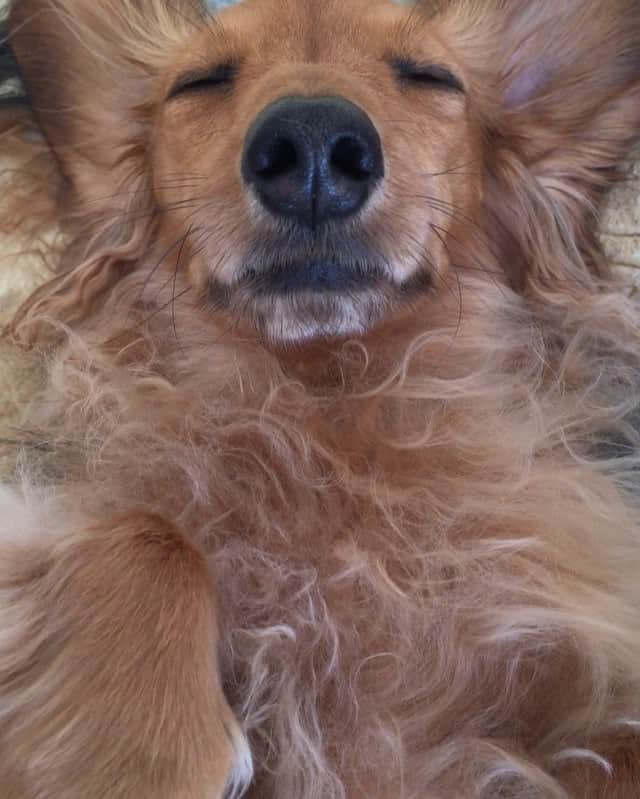 濱田めぐみのインスタグラム：「モフモフ もこ💭💭💭 #らきもこ  #ラキモコ  #dog  #モフモフ  #もふもふ」