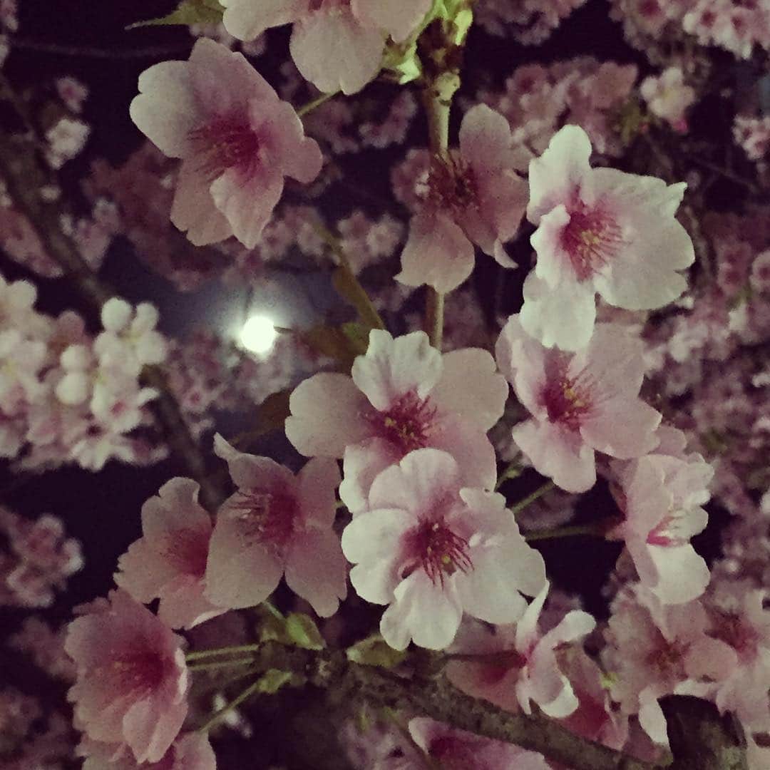芝咲美穂さんのインスタグラム写真 - (芝咲美穂Instagram)「河津桜とお月さま。  #早咲き桜」2月19日 23時30分 - miho_shibasaki