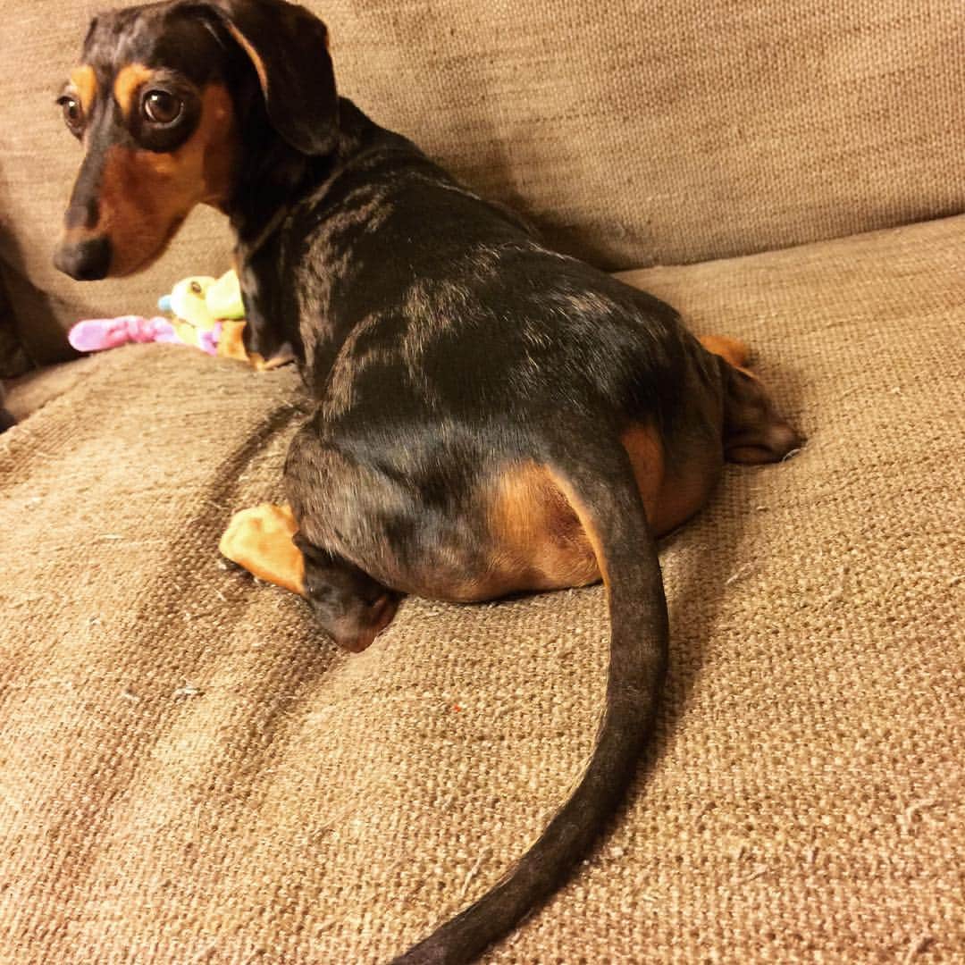濱田めぐみのインスタグラム：「おしり だよ。 ぼく ラッキー隊長^ ^  #らきもこ  #ラキモコ #dog  #イヌ」