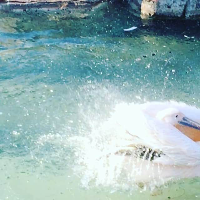濱田めぐみのインスタグラム：「気持ちいいね！  #ペリカン #pelican  #水浴び #bathing」
